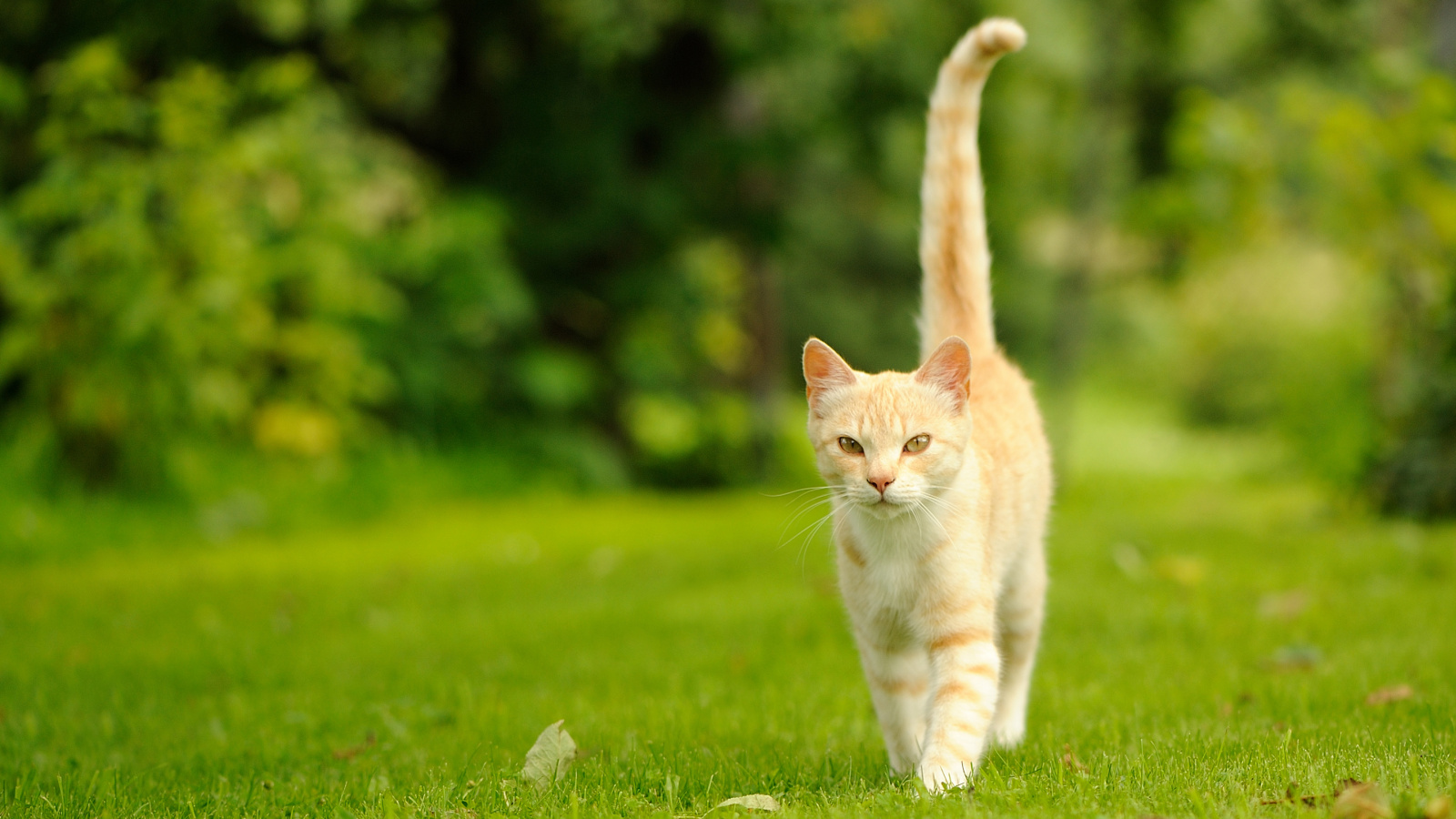 Кот который идет