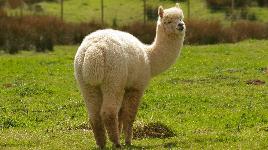 Семейство верблюжьих. Обитает: Перу, Боливия, Чили на высоте 3,5-5 км. Ее шерсть имеет 24 оттенка. Шерсть легче овечьей и по качеству ей не уступает.