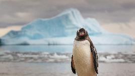 Пингвин и айсберг