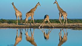 Самое высокое животное в мире. По уникальным пятнам на шкуре, можно определить их возраст - чем темнее пятна, тем старше жираф.