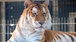 Всего насчитывается около 30 таких тигров. Интересный окрас объясняется изменениями в генах. Откуда они берут начало ученым, пока не известно.