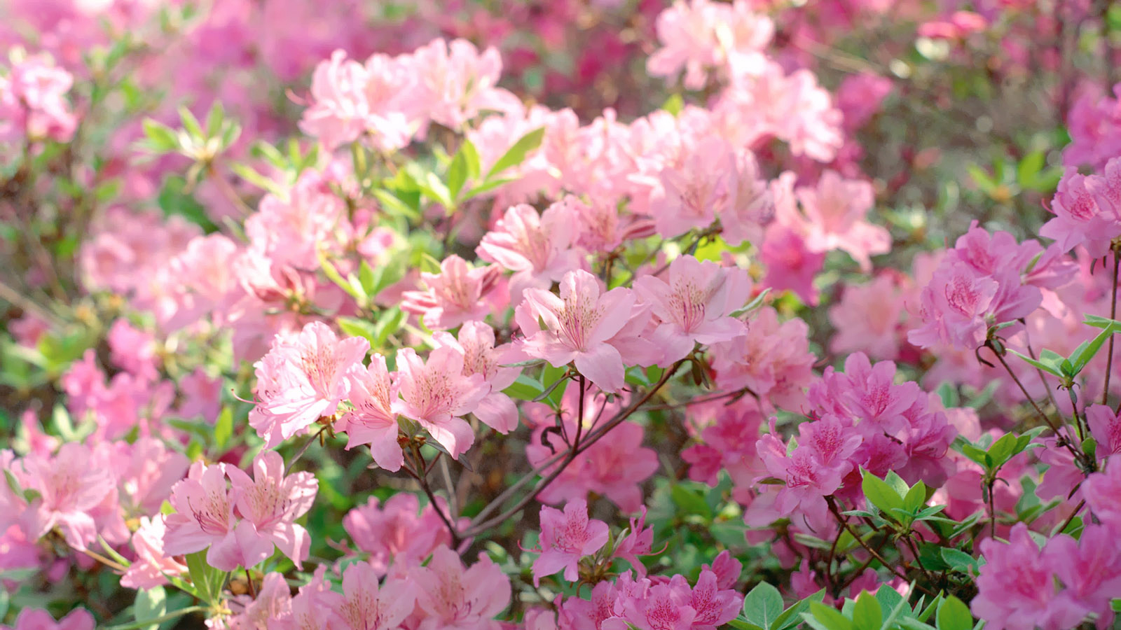 Жасмин дерево розовый