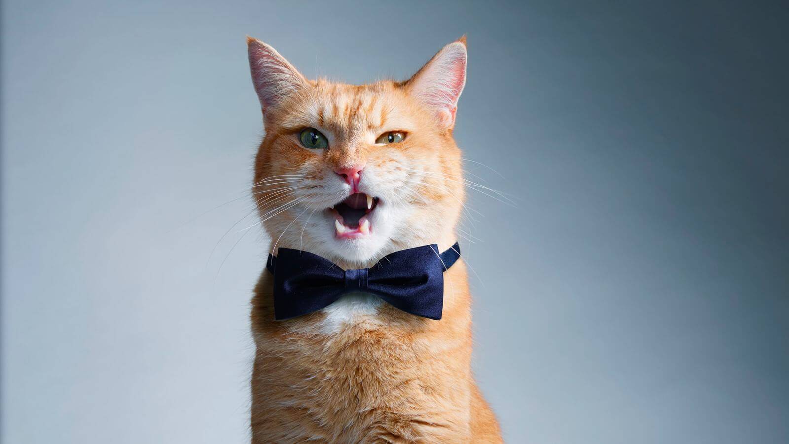 Котик в галстуке