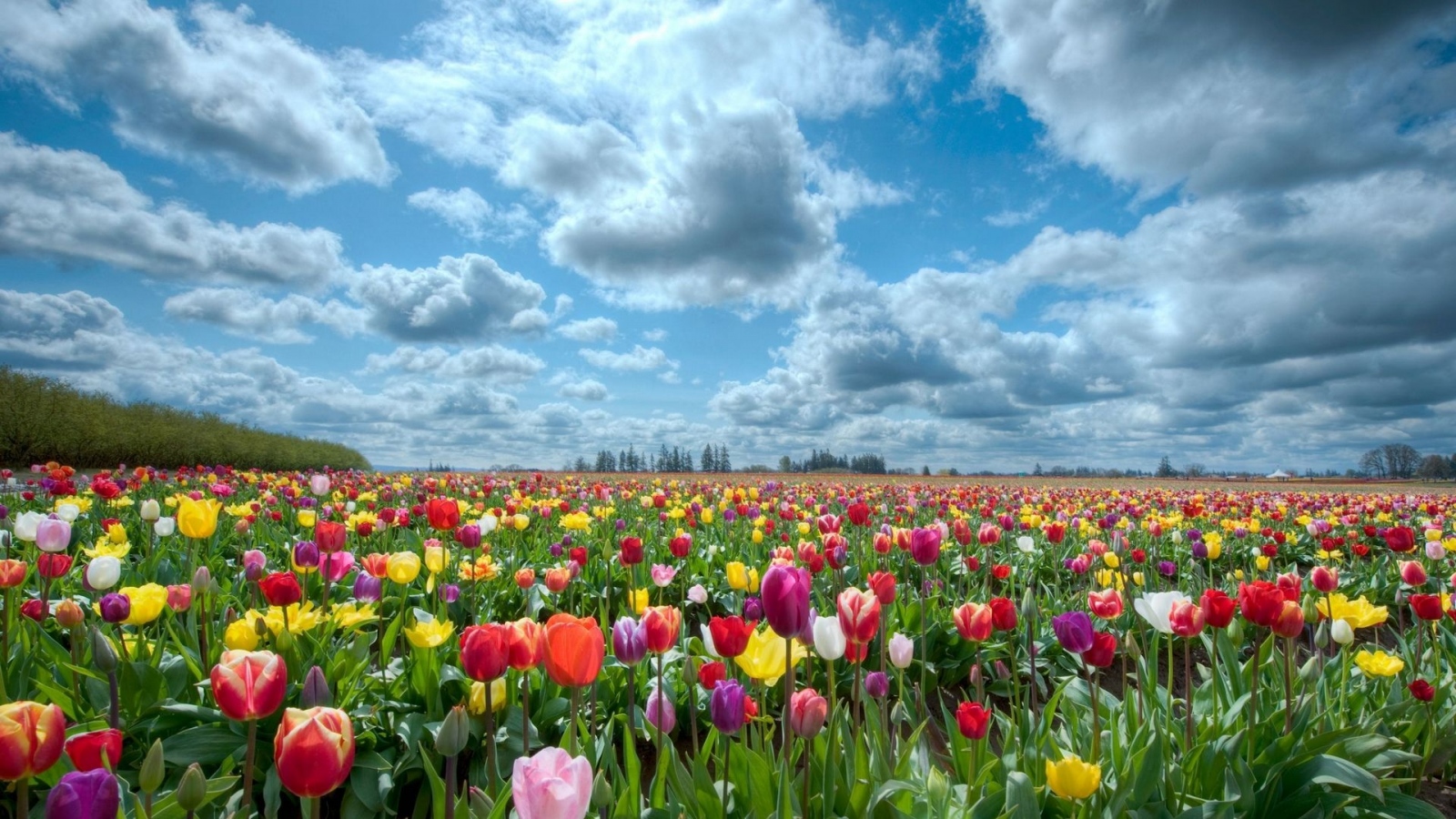 Тюльпановое поле , Азовский район