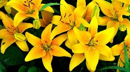 Жёлтые лилии