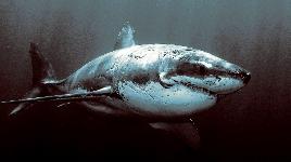 Количество зубов у акулы от 30 до 15 000 штук, а за одно десятилетие своей жизни, акула обновляет до 24 000 своих зубов.