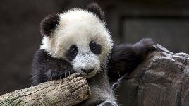Молодая панда