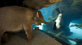 Дружба слона и тюленя