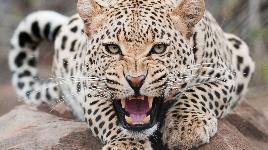 Леопард злится