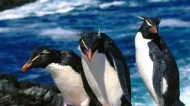 Хохлатые пингвины