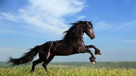 Прыжок лошади