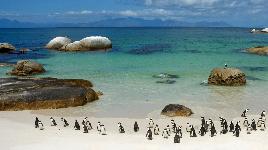 Пингвины на курорте