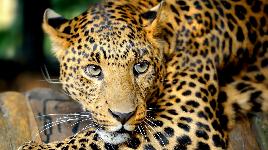 Леопард-красавчик