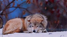 Уставший волк