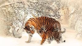 Тигрица с малышом