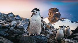 Пингвины на побережье