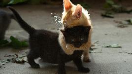 Черный и рыжий котята