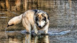 Волк в воде
