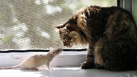Дружба кошки и крысы