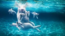 Свиньи под водой
