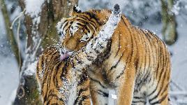 Любовь тигров