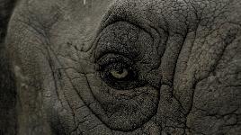 Глаз слона