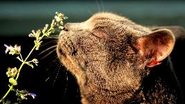 Кошка нюхает цветок
