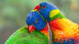 Разноцветные попугаи 2