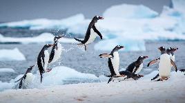 Пингвины 3