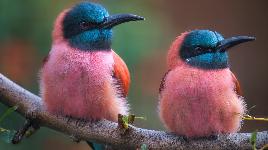 Две колибри