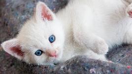 Белый котенок 2