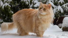 Серый кот на снегу