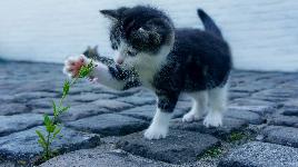 Котенок и цветок