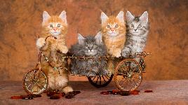 Котята на велосипеде