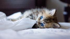 Котенок на постели