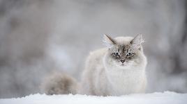 Бело-серый на снегу