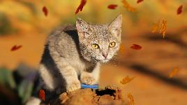 Кошка и листья