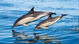 В Индии, Коста-Рике, Венгрии и Чили, запрещено держать дельфинов в неволе. Их называют «личностью или человеком иного происхождения».