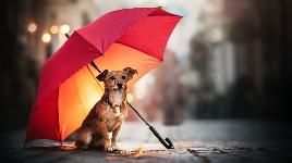 Собака под зонтом