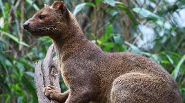 Обитает на Мадагаскаре. Является одним из редчайших животных в мире! Единственное млекопитающее, которое с возрастом меняет свой пол.