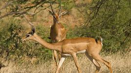 Вид антилоп с длинной шеей. Обитают в пустынях восточной Африки. Длинная шея помогает ей доставать до листьев. Могут вставать на задние лапы.