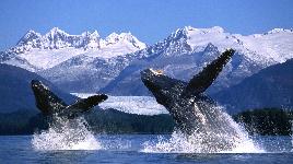Вес взрослой особи достигает 25-30 тонн, а вес новорожденного - 1-2 тоны. Кстати, желудок горбатого кита вмещает до 500-600 кг рыбы.
