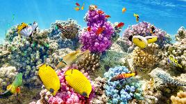 Рифы способствуют лучшему качеству воды вокруг них. Они действуют в качестве фильтра, улавливая плавающие в воде микроорганизмы.