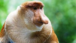 Приматы. Обитают на острове Борнео. Огромный нос имеют только самцы. Самые лучшие пловцы среди приматов: могут проплывать до 20 м под водой.