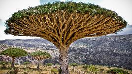 Йемен. Экспедиция в 1880 г. открыла 200 новых видов растений за 50 дней! И до сих пор флора и фауна здешних мест изучены не до конца.