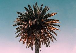 Просто пальма