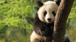 Редкое животное (около 1 600). В естественной среде водится только в Китае, где является национальным сокровищем. 98% рациона - бамбук.