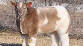 Порода коров, выведена в США с целью участия на выставках. Они требуют к себе почти профессионального парикмахерского ухода.