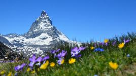 Цветы и горы