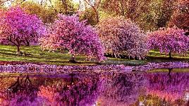Фиолетовые деревья